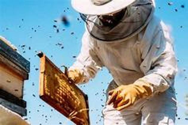 ''Buono come il miele'', incontro tra gli apicoltori e gli alunni di Cremona