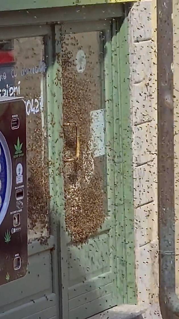 VETRINA DI NEGOZIO DIVENTA NIDO D'API  - FOTO