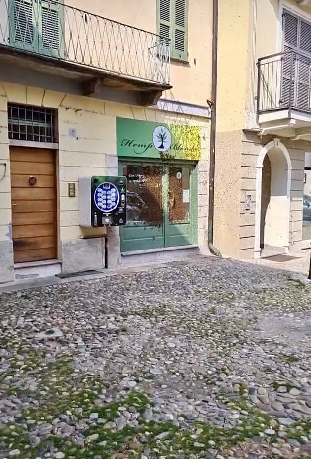 VETRINA DI NEGOZIO DIVENTA NIDO D'API  - FOTO