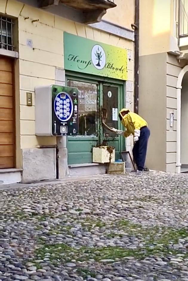 VETRINA DI NEGOZIO DIVENTA NIDO D'API  - FOTO