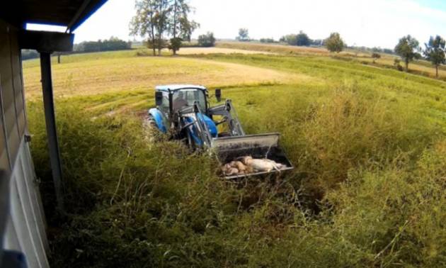 ALLEVAMENTI LAGER IN PROVINCIA DI CREMONA - FOTO SHOCK 