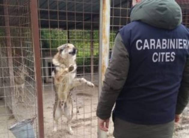 I Carabinieri Forestali sequestrano 23 esemplari di lupo e di ibridi lupo-cane