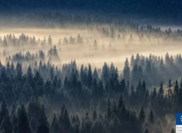 In Europa ci sono ancora foreste incontaminate