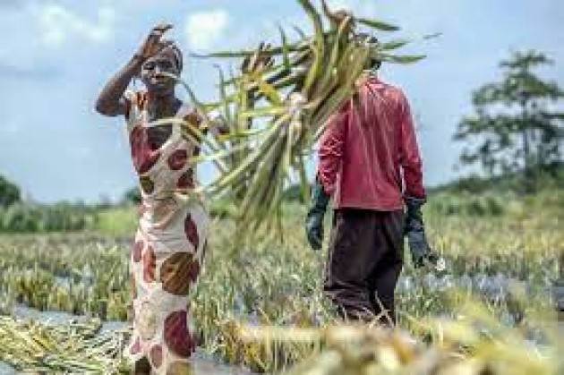 I piccoli agricoltori producono circa un terzo dei generi alimentari mondiali