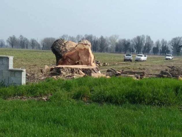 Legambiente Le tre piante abbattute a San Felice sono  frutto di un grave errore