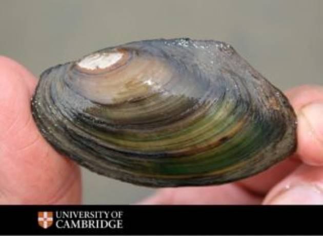 Spostare le specie in via di estinzione per salvarle potrebbe diffondere involontariamente agenti patogeni