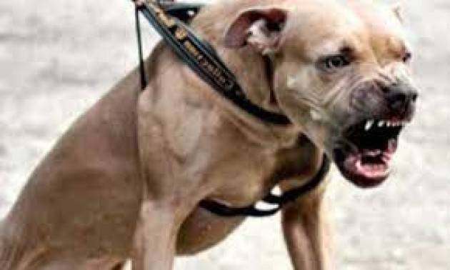 Azzannato alla gola da un pitbull
