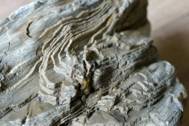 San Daniele Po Davide Persico  Un tronco  fossile pietrificato  proveniente dal PO