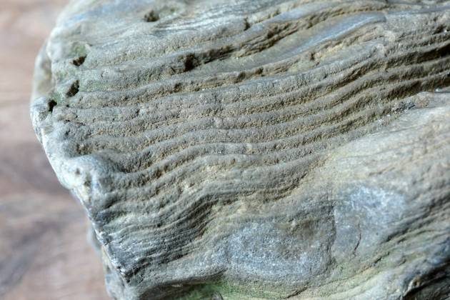 San Daniele Po Davide Persico  Un tronco  fossile pietrificato  proveniente dal PO