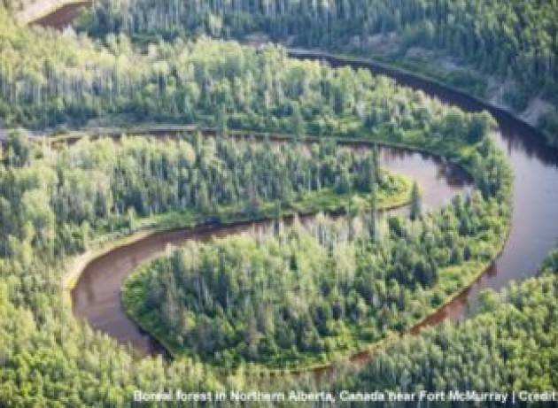 Dal 2000 si sono rigenerate foreste su un’area grande come la Francia