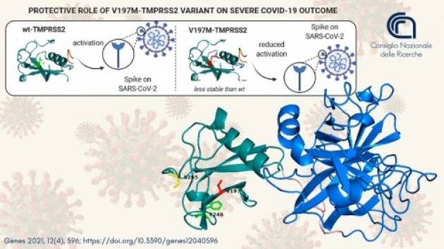 Nuove prospettive per combattere l'infezione grave da Sars-CoV-2