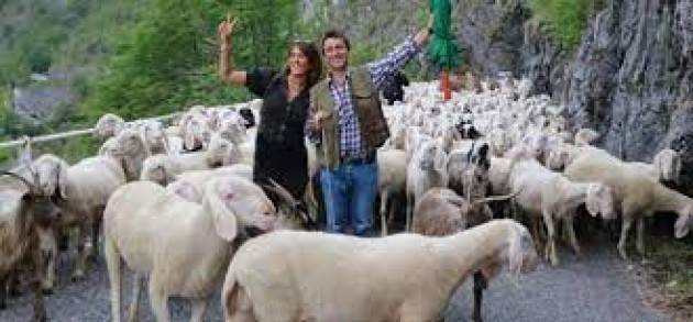 Lecco invasa da 3mila pecore per la transumanza