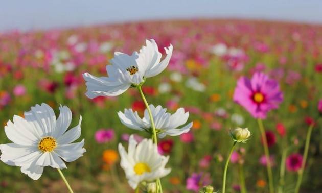 L’economia della biodiversità. Proteggere la natura è proteggere noi stessi