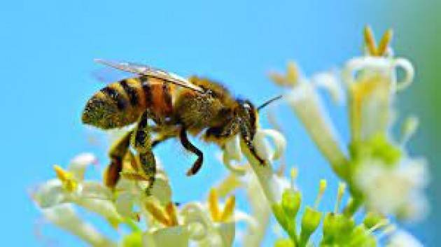Biodiversità, Europarlamento: proteggere il 30% delle aree terrestri e marittime