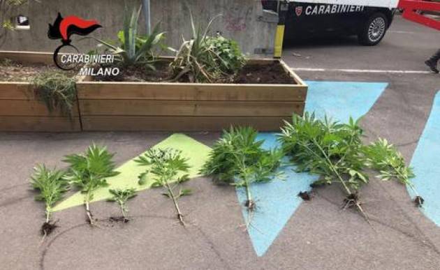 Piante marijuana in fioriera in piazza a Milano, sequestrate