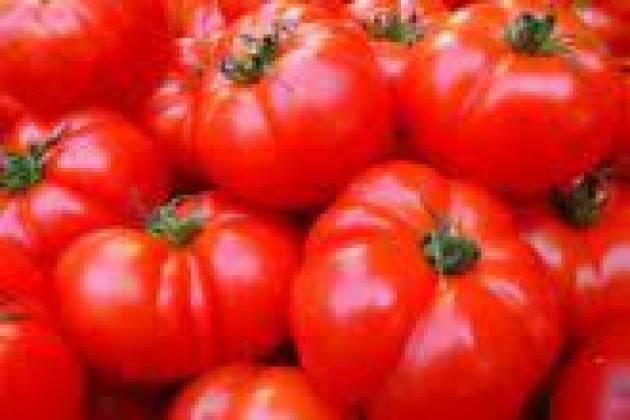 Il clima pazzo rallenta il pomodoro lombardo