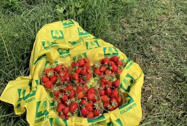 Coldiretti Cremona: Piccoli Frutti e Cr_Wave, incontro di saperi e di raccolta
