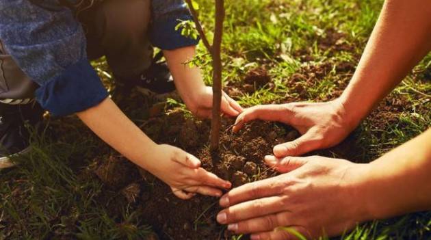 Cremona Abbattimenti per salvaguardia incolumità pubblica Piantumazioni sostitutive 
