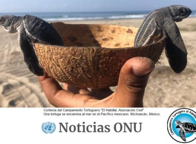 Messico: i campamentos tortugueros dei pescatori per salvare le tartarughe marine