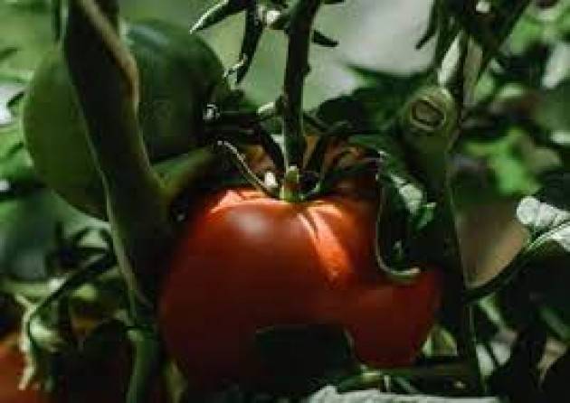 Il lungo viaggio del pomodoro