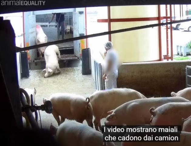 Animal Equality Abbiano denunciato il macello degli orrori di Cremona