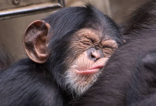 Gli scimpanzé orfani non soffrono come noi di stress cronico per perdita mamma