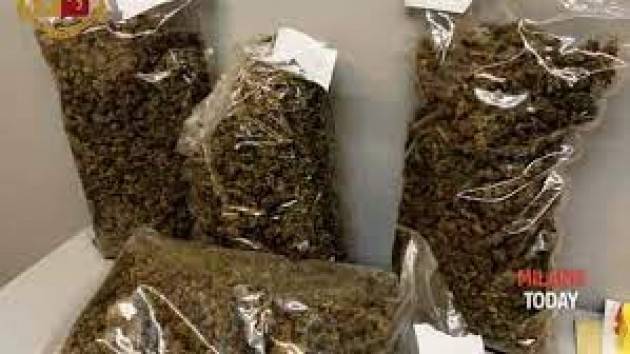 Scoperto maxi laboratorio, 60 kg di marijuana