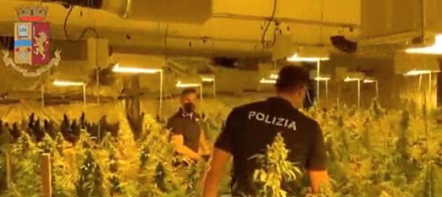 Sequestrata serra con 1.176 piante di marijuana