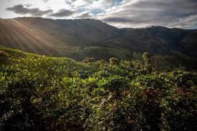 Un caffè biologico per supportare la coltivazione in Congo