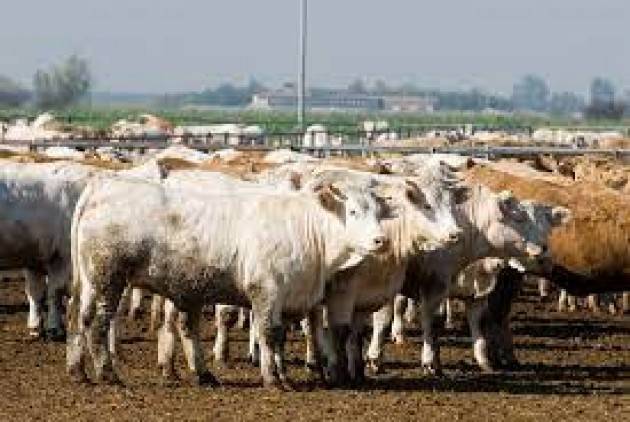 L’impatto sul clima di agricoltura e allevamenti Ue non cala