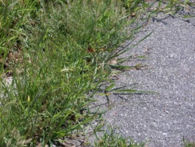 Cremona Iniziato il taglio delle erbe infestanti nelle vie e piazze del centro