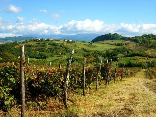 Calyx GLI ALBERI DELLA VITA  A MONTEMARZINO sabato 17 luglio 2021