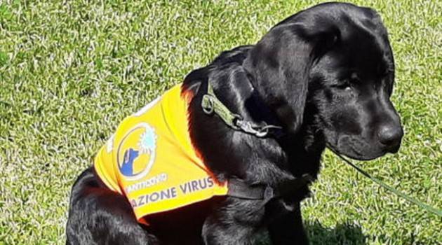 IEO: ECCO I CANI ''ANTI-COVID''