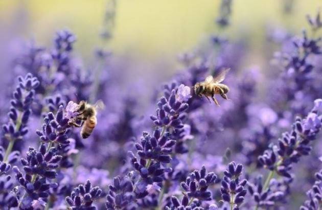 Pesticidi di nuova generazione dannosi per le api