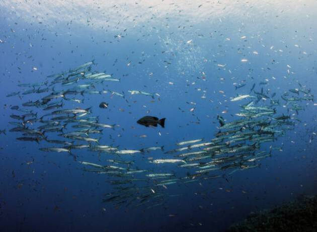 Mediterraneo e Mar Nero: nuova strategia per la pesca e l’acquacoltura sostenibili