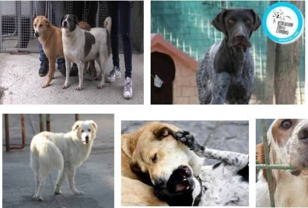 Cremona Sopralluogo al canile  animali in buono stato di salute