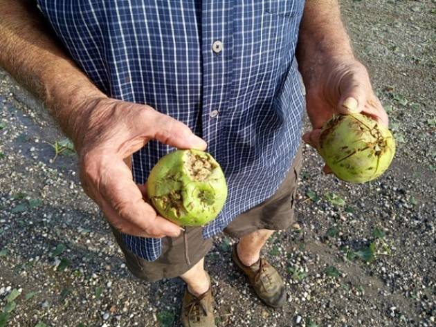 Maltempo, nubifragio nel Casalasco Coldiretti Cremona: Gravi danni all’agricoltura