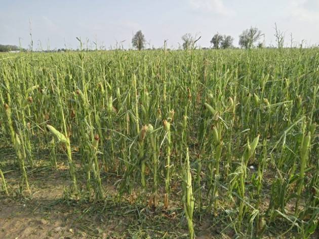 Maltempo, nubifragio nel Casalasco Coldiretti Cremona: Gravi danni all’agricoltura