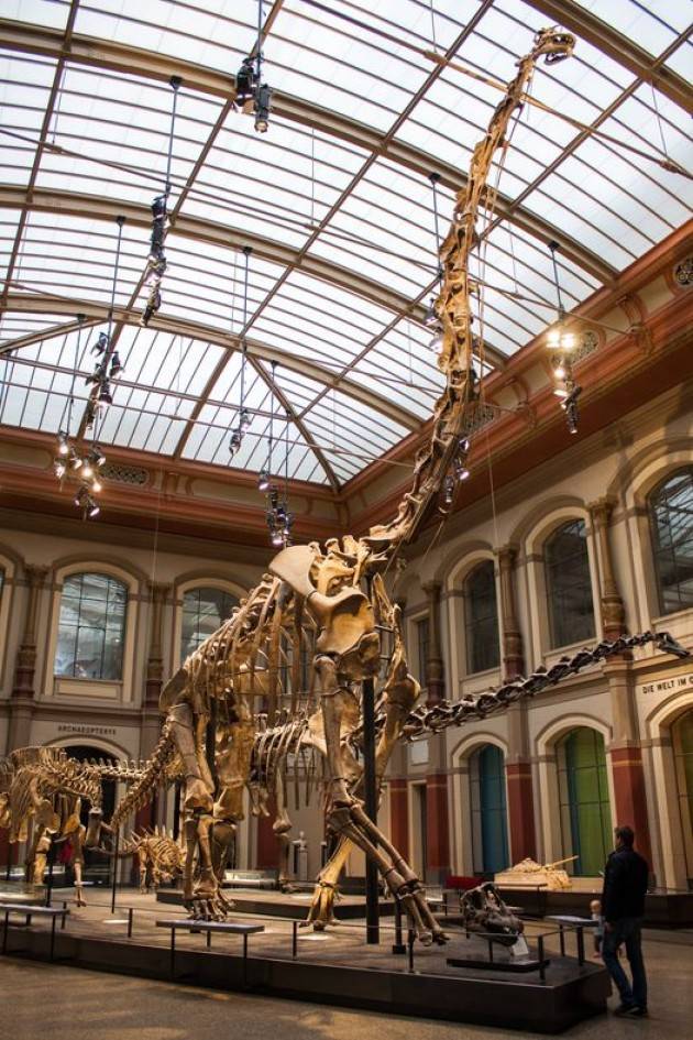 Giraffatitan brancai è il più grande scheletro di dinosauro mai ricostruito.
