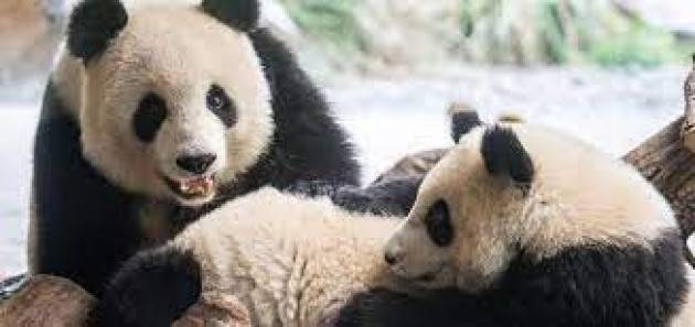 I panda non sono più a rischio estinzione