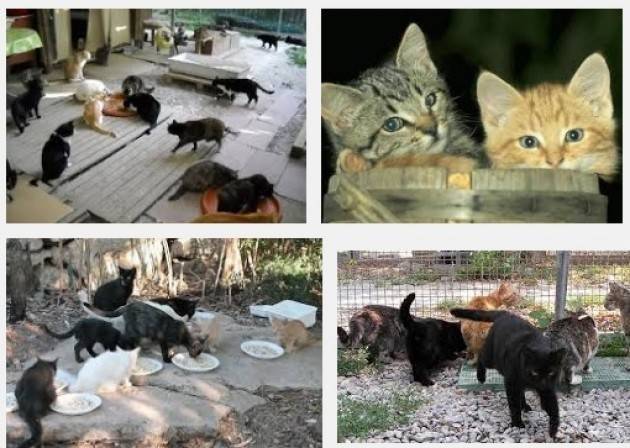 Cremona Casa Felina serve una nuova proposta del Comune