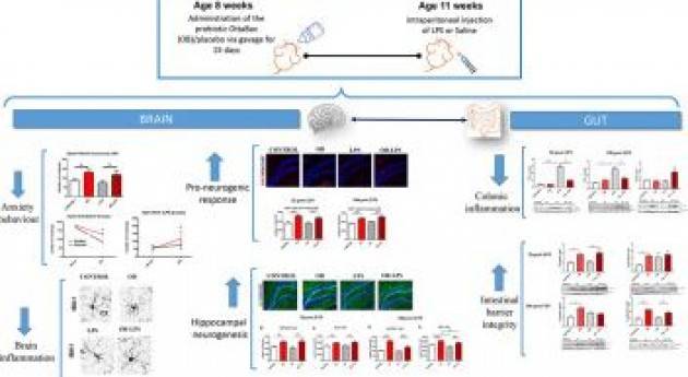 Probiotici utili per proteggere e migliorare le funzioni cerebrali