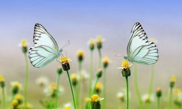 Il cambiamento climatico ha modificato la biodiversità in Italia