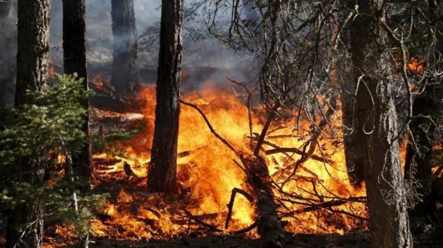  WWF Italia Dona ora per fermare l’emergenza incendi