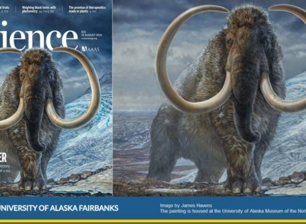 La vita nomade di un mammut di 17.000 anni fa scritta nelle sue zanne