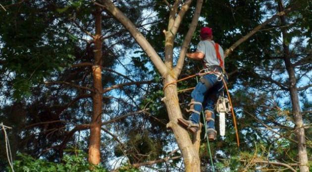 Cremona Alcune vie chiuse per manutenzione alberi