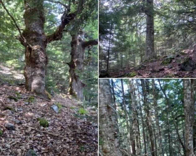 Vittoria sull’Aspromonte: incendi domati, le Faggete vetuste patrimonio Unesco sono salve