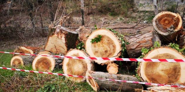 Cremona  Degli Angeli (M5s Lomb.) oltre 130 alberi saranno abbattuti. Perchè?