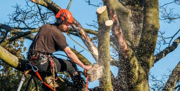 Cremona Taglio alberi in città La giunta si difende :vanno abbattuti