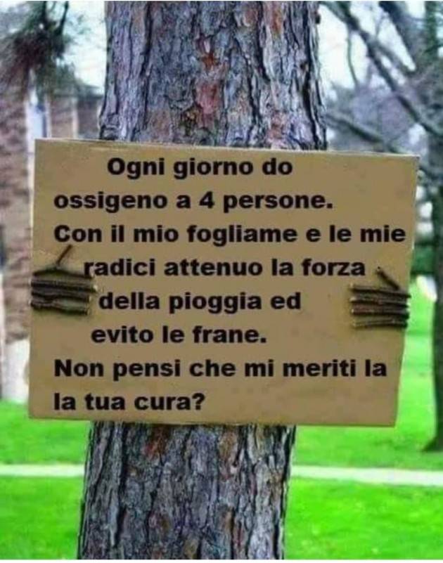 Cremona Se viene tagliata una pianta se ne rimettano almeno due |GCStort i